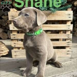 Shane, Silver Labrador Retriever Puppy